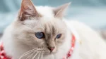 Birman Cat photo