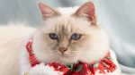 Birman Cat photo
