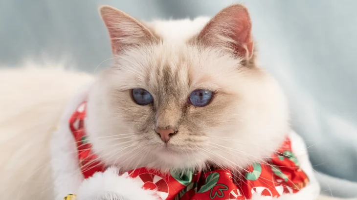 Birman Cat photo