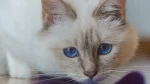 Birman Cat photo