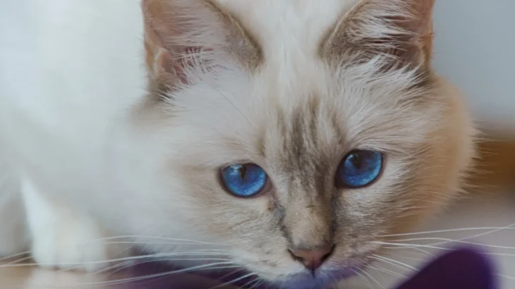 Birman Cat photo