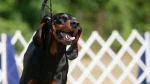 Black and Tan Coonhound Dog photo