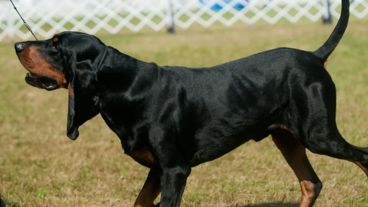 Black and Tan Coonhound Dog photo