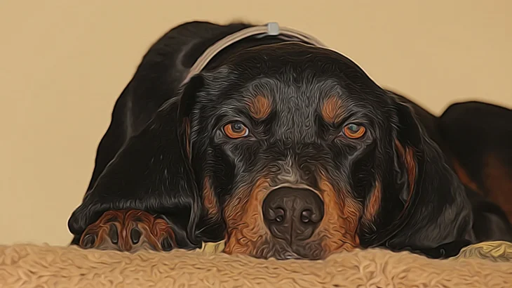 Black and Tan Coonhound Dog photo