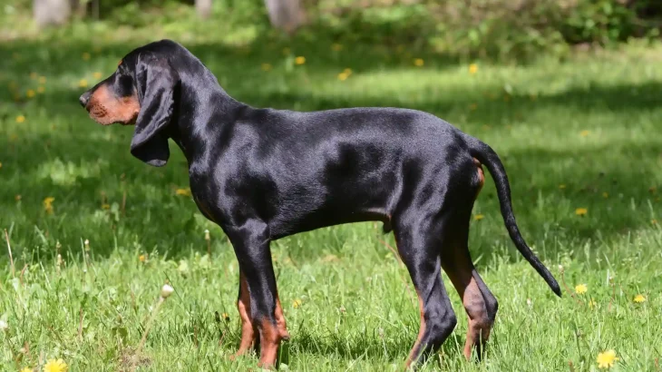 Black and Tan Coonhound Dog photo