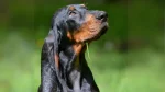 Black and Tan Coonhound Dog photo