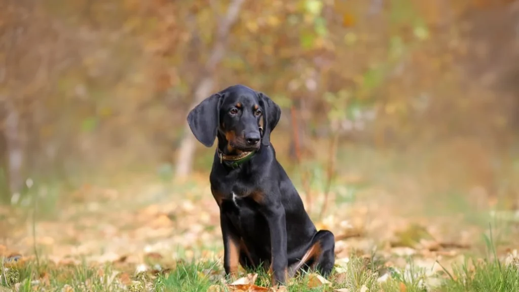 Black Forest Hound Dog photo