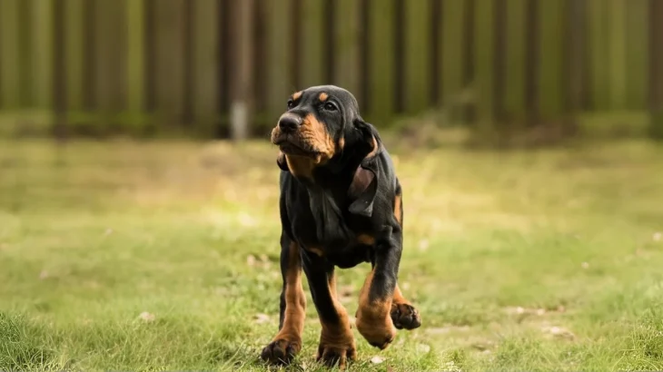 Black Forest Hound Dog photo