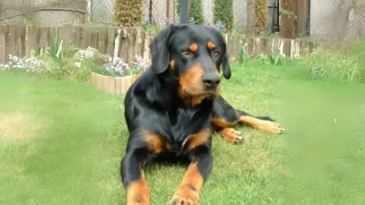 Black Forest Hound Dog photo