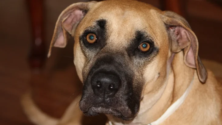 Black Mouth Cur Dog photo