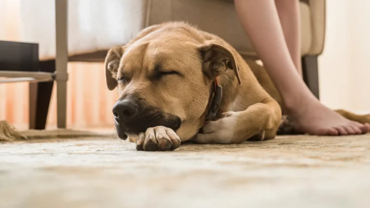 Black Mouth Cur Dog photo