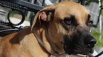 Black Mouth Cur Dog photo
