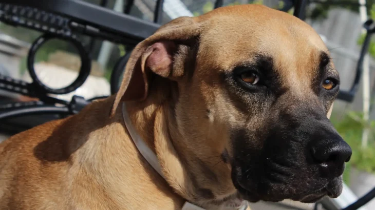 Black Mouth Cur Dog photo