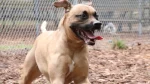 Black Mouth Cur Dog photo