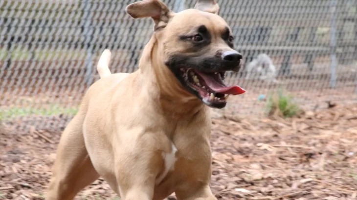 Black Mouth Cur Dog photo