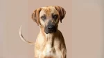 Black Mouth Cur Dog photo