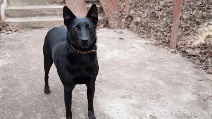 Black Norwegian Elkhound Dog photo