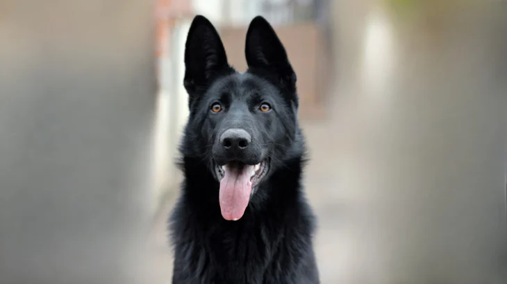 Black Norwegian Elkhound Dog photo