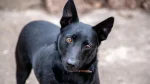 Black Norwegian Elkhound Dog photo