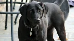 Black Norwegian Elkhound Dog photo
