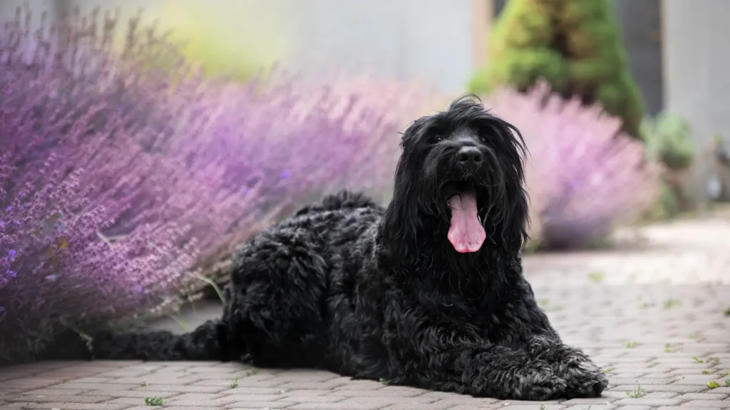 Black Russian Terrier Dog photo