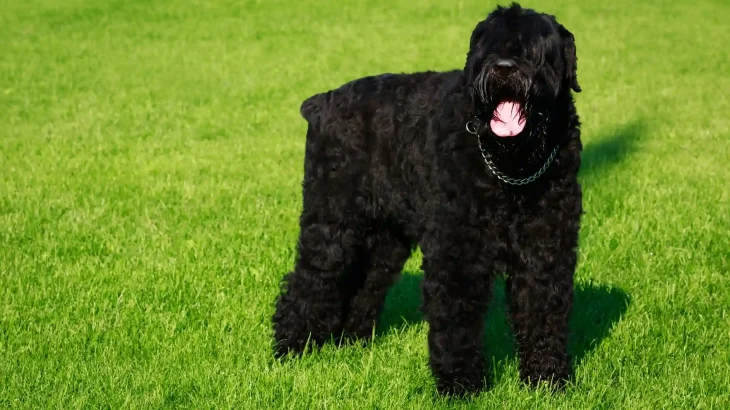 Black Russian Terrier Dog photo