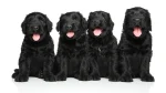 Black Russian Terrier Dog photo
