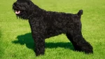 Black Russian Terrier Dog photo