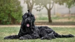 Black Russian Terrier Dog photo