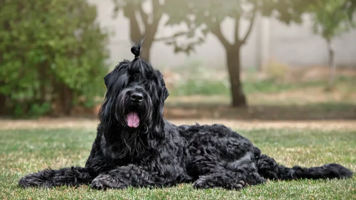 Black Russian Terrier Dog photo