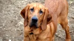Bloodhound Dog photo