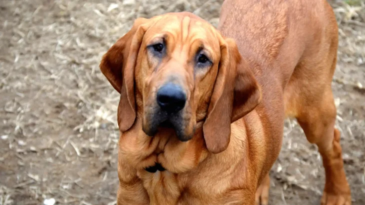 Bloodhound Dog photo