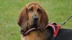 Bloodhound Dog photo