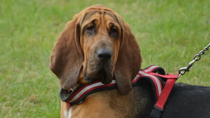 Bloodhound Dog photo
