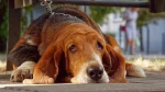 Bloodhound Dog photo