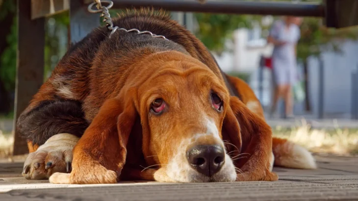 Bloodhound Dog photo