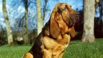 Bloodhound Dog photo