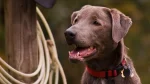 Blue Lacy Dog photo