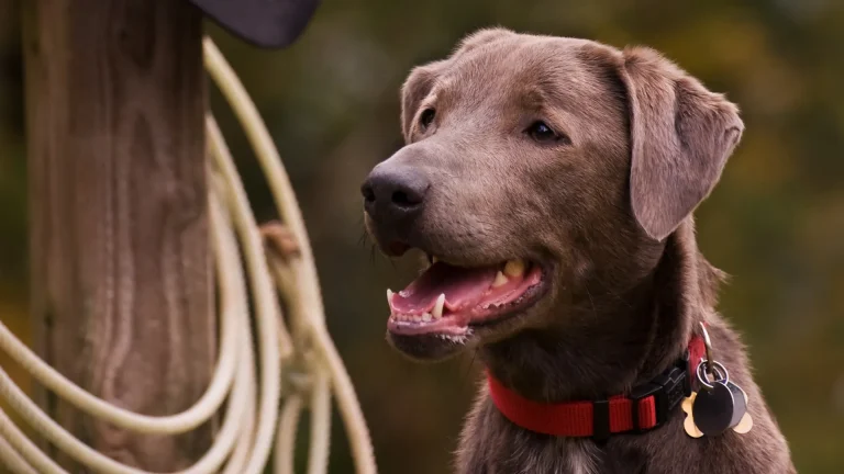 Blue Lacy Dog photo