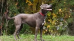 Blue Lacy Dog photo