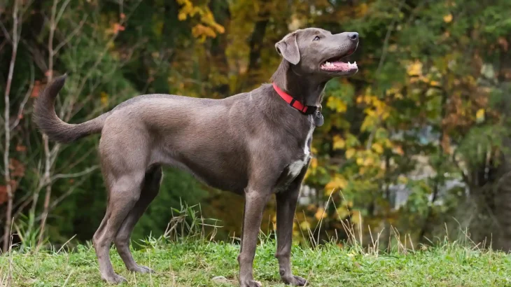Blue Lacy Dog photo