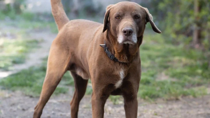 Blue Lacy Dog photo
