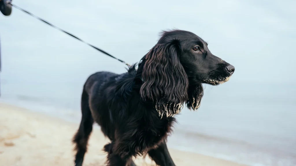 Blue Picardy Spaniel Dog photo