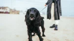 Blue Picardy Spaniel Dog photo