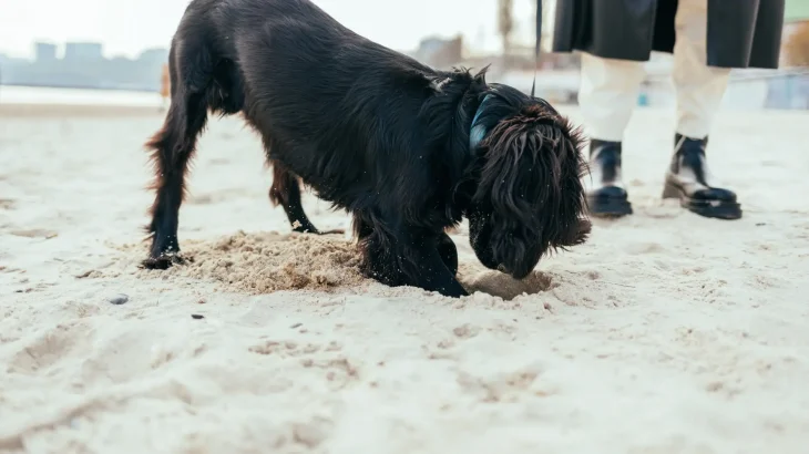 Blue Picardy Spaniel Dog photo