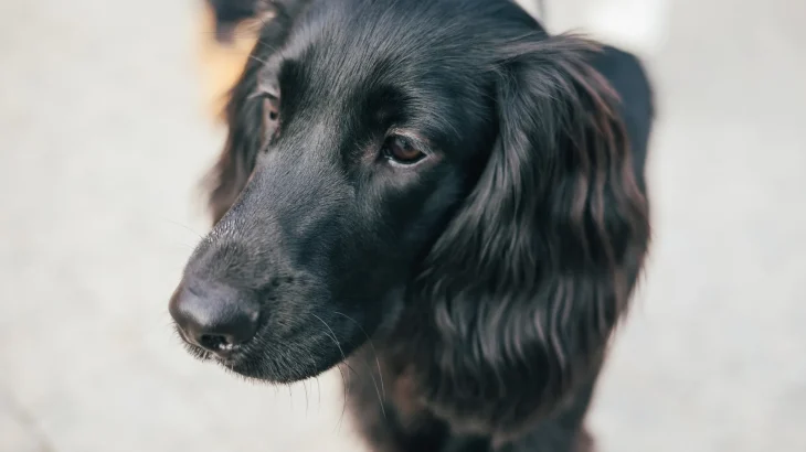 Blue Picardy Spaniel Dog photo