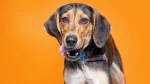 Bluetick Coonhound Dog photo