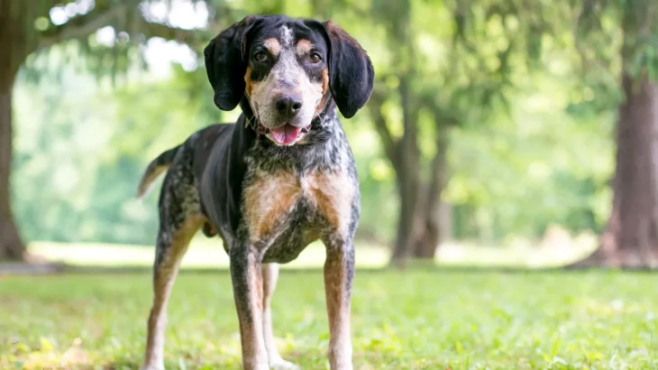 Bluetick Coonhound Dog photo