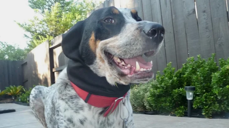 Bluetick Coonhound Dog photo