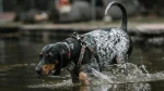 Bluetick Coonhound Dog photo